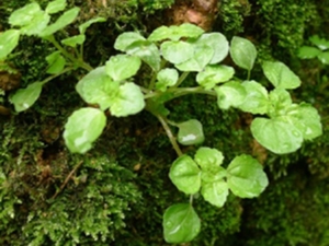 水石油菜