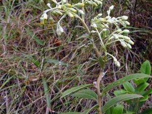 山白芷