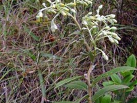 山白芷