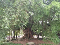 榕树