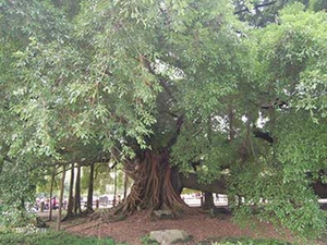 榕树