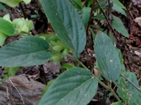 球穗花千斤拔