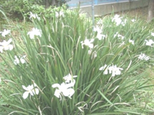 肖鸢尾根