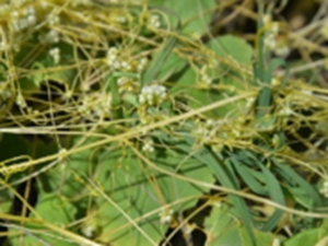 菟丝草