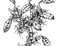 石串莲