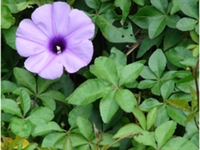 五爪金龙花