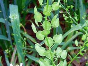 菥蓂