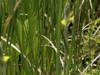 田葱