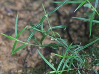 石枫药