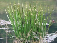 水毛花