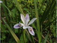 小花鸢尾根