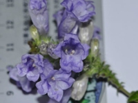 十三年花