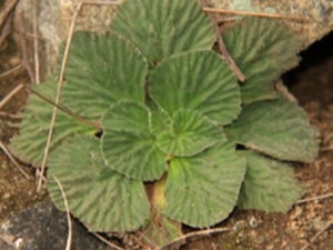 石胆草