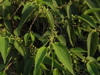 山脚麻