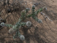 砂漏芦根