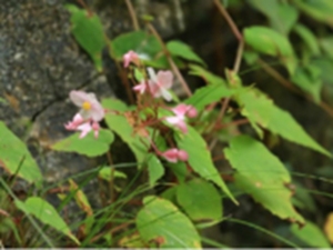 秋海棠茎叶