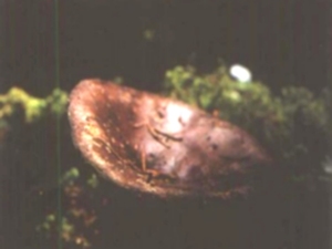 小黑菇