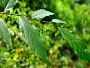 小花八角枫