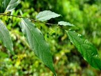 小花八角枫