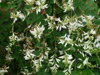 山豆花