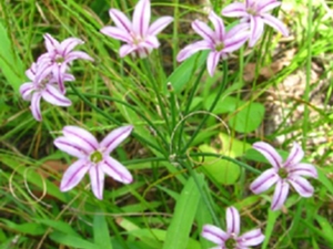 山韭