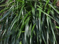 山菅兰
