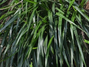 山菅兰
