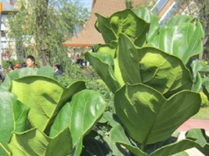 全缘榕