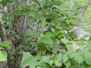 山尖菜
