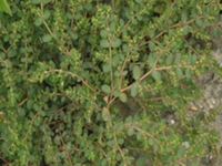 小飞扬草