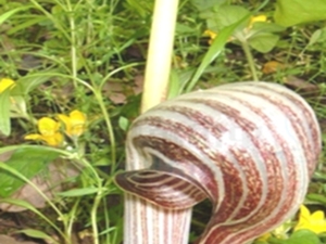 象头花
