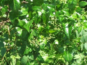 甜茶藤