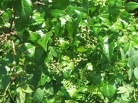 甜茶藤