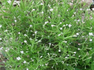 水湿柳叶菜