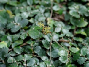 吐烟花