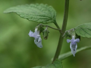 兴木蒂那布