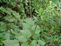 水棉花