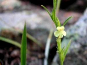 小白花苏