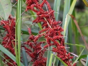 山稗子根
