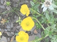西藏鸡爪草花