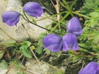 小白撑
