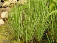 水芦荻根