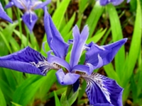 小扁草