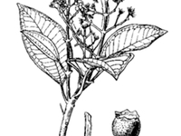 锈叶野牡丹