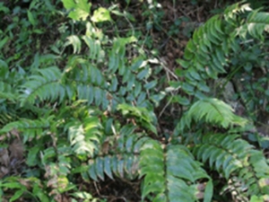 小贯众