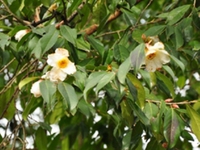 山茶子