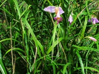 山荸荠