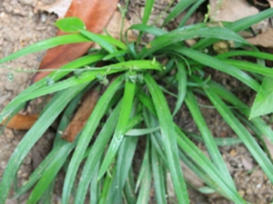 小花吊兰