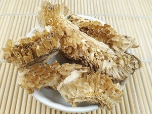 向日葵花盘
