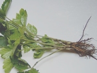小黑药